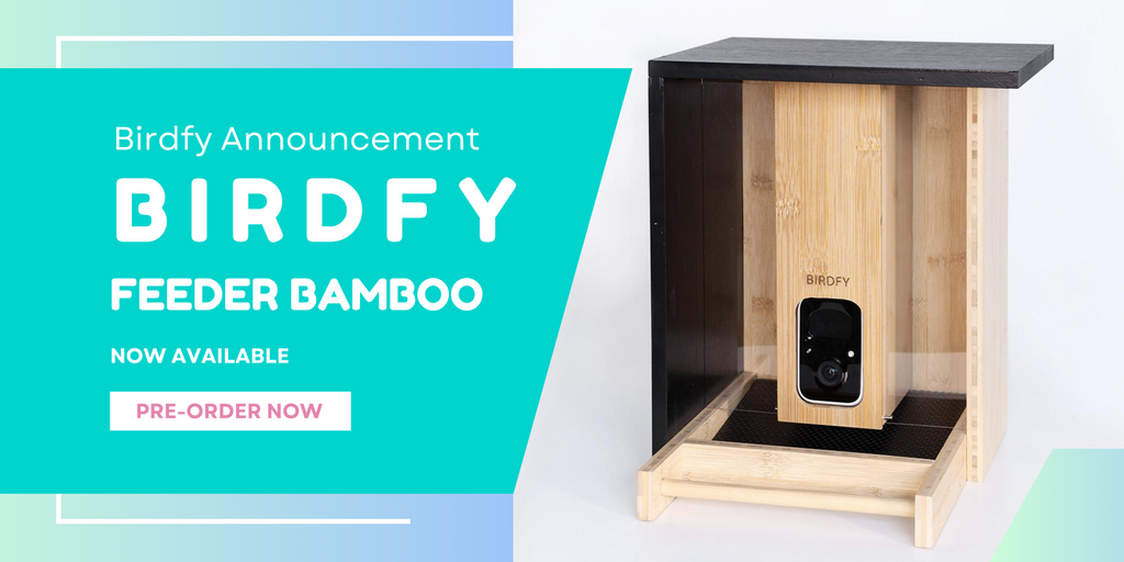Birdfy Announces The First Smart Bird Feeder Bamboo in Its Collection