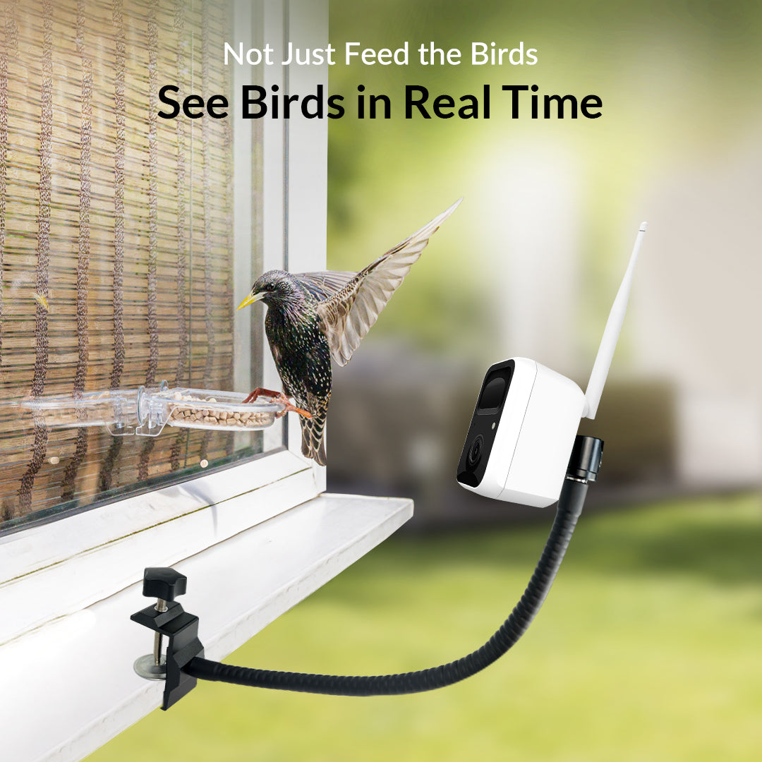 Netvue Birdfy Cam  Real-time Notifications Smart Bird Feeder Camera –  netvue